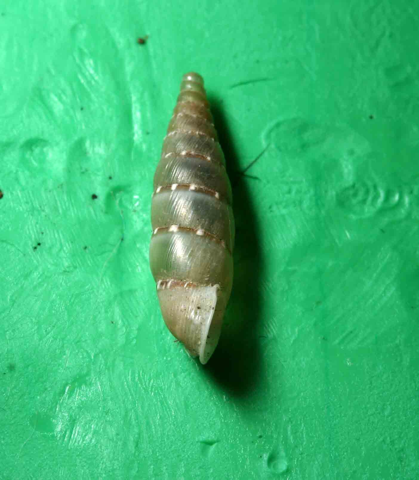 Papillifera papillaris (O.F. Mller, 1774)  - San Marino